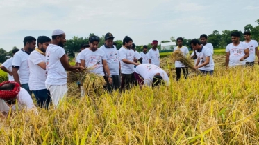 প্রধানমন্ত্রী শেখ হাসিনার নির্দেশে কৃষকের পাশে মানিকগঞ্জ যুবলীগ