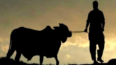 কাদের  ওপর কোরবানি আদায় করা আবশ্যক?